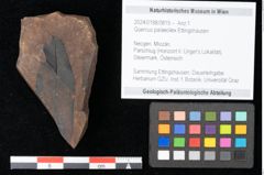 Foto (Objekt + Etikett) von Quercus palaeoilex Ettingshausen (NHMW-GEO-2024-0188-0819)